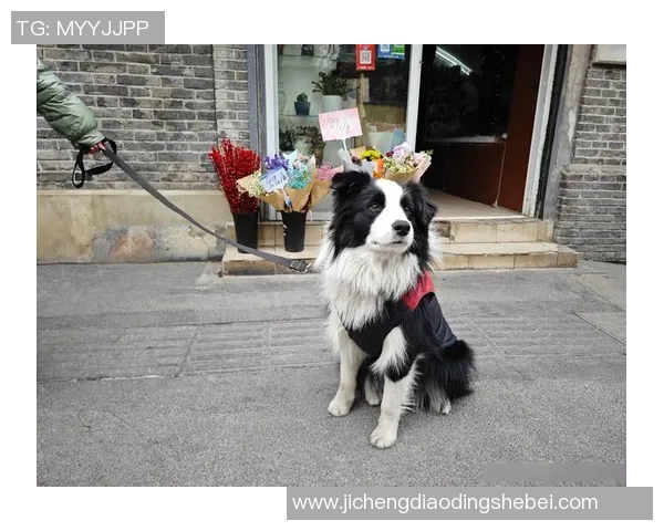 足球明星与边牧的温馨生活揭秘谁是爱犬的最佳主人